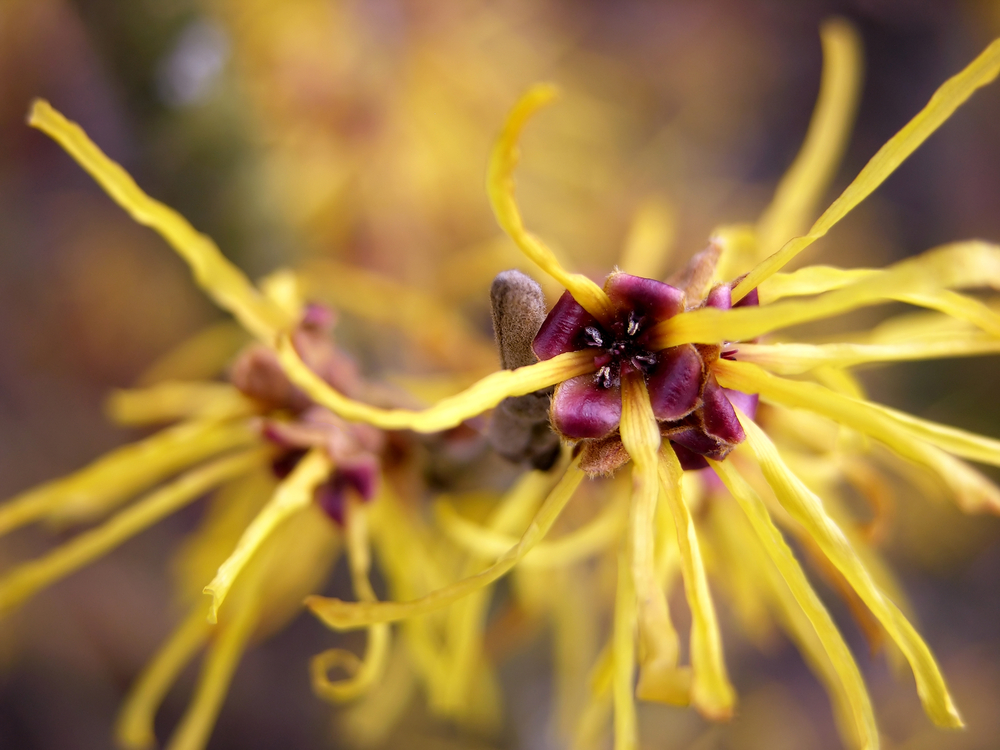 How to use witch hazel for your hair