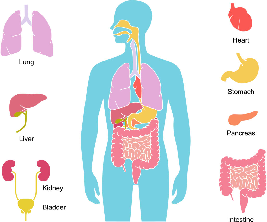 AYURVEDA digestion diagram